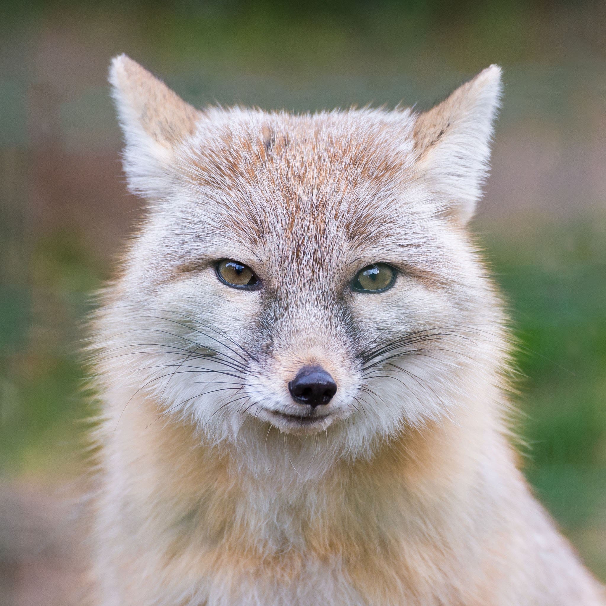 23 Types of Fox – Acorn to Oak Kids